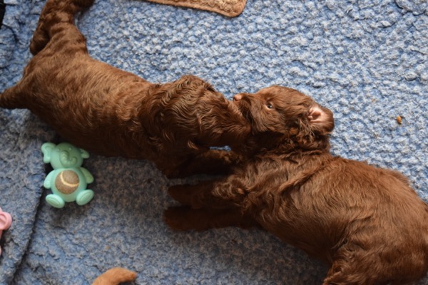 Puppy