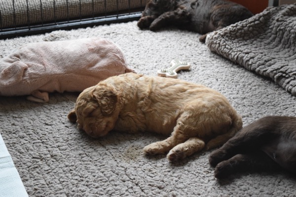 Puppy