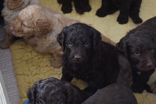 Puppy