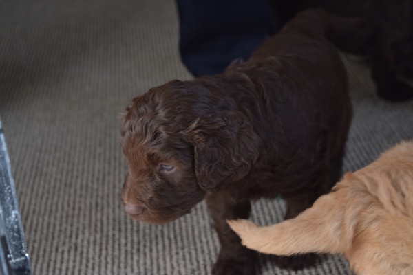 Puppy