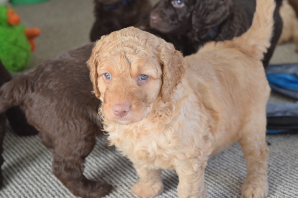 Puppy