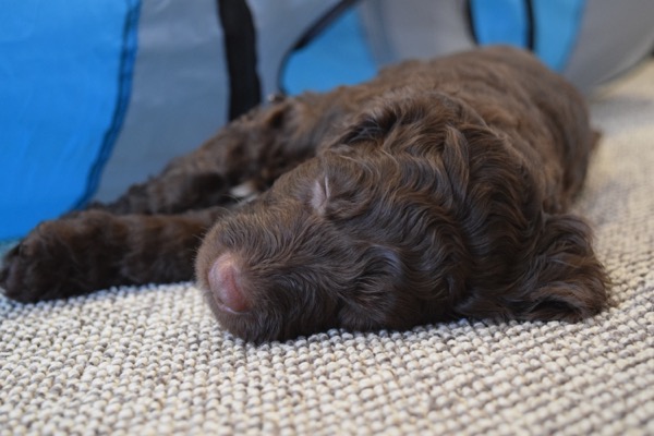 Puppy