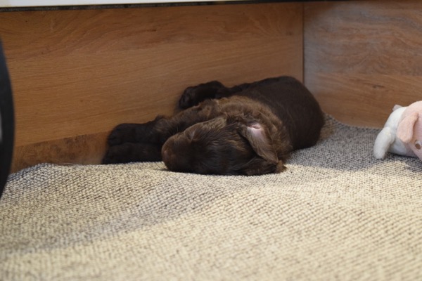 Puppy
