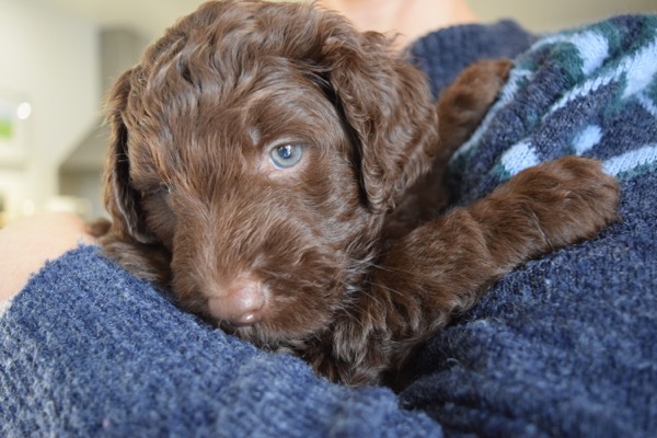 Puppy