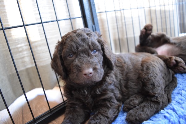 Puppy