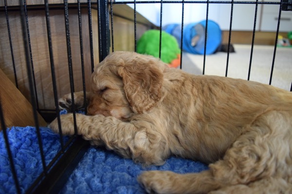 Puppy