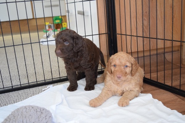 Puppy
