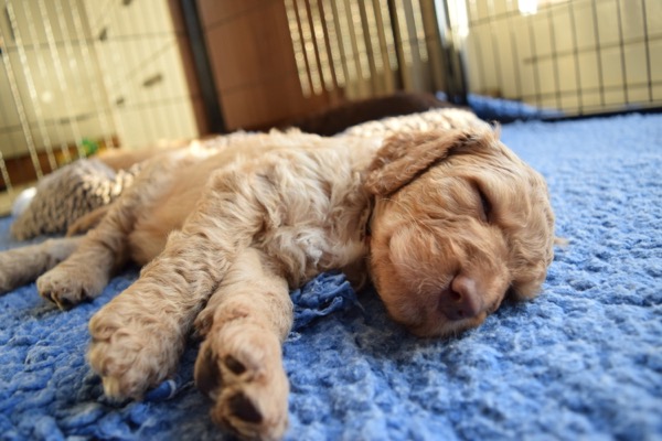 Puppy