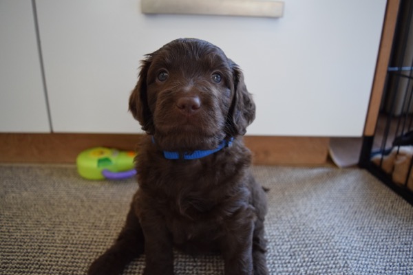 Puppy