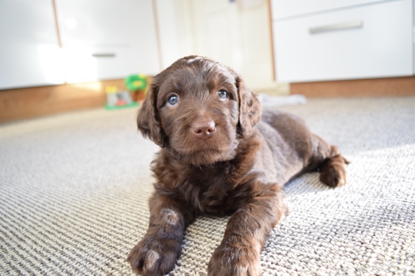 Puppy