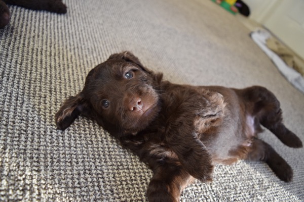 Puppy