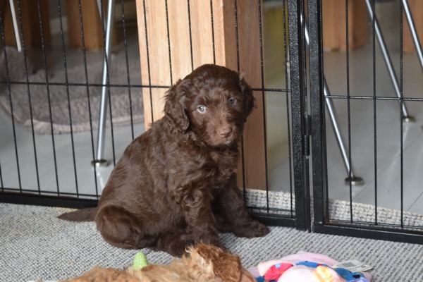 Puppy