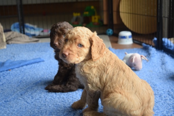 Puppy