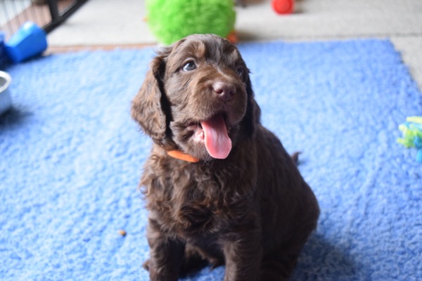 Puppy