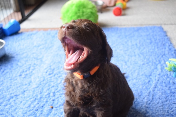 Puppy