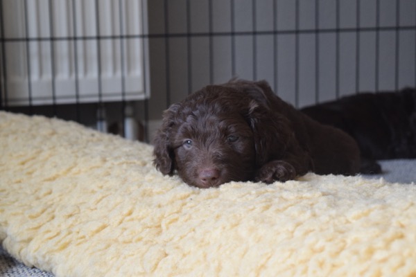 Puppy