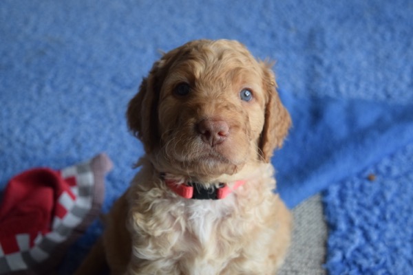 Puppy