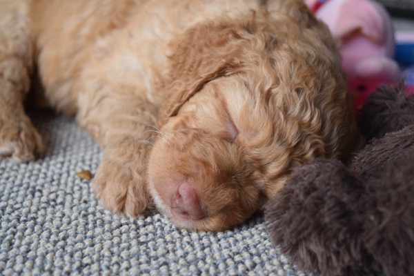 Puppy