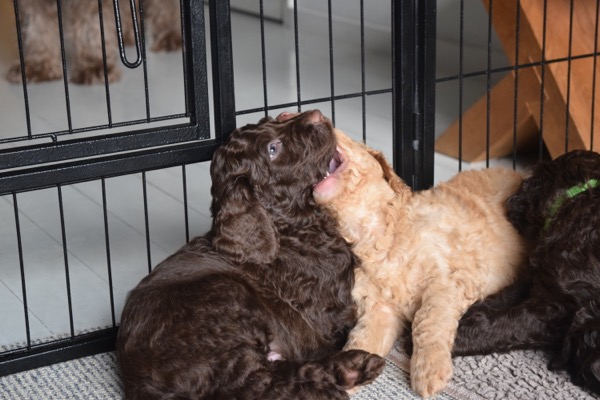 Puppy