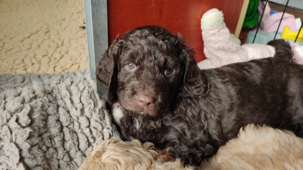 Puppy
