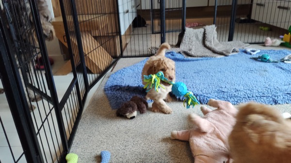 Puppy