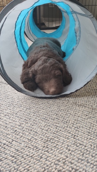 Puppy