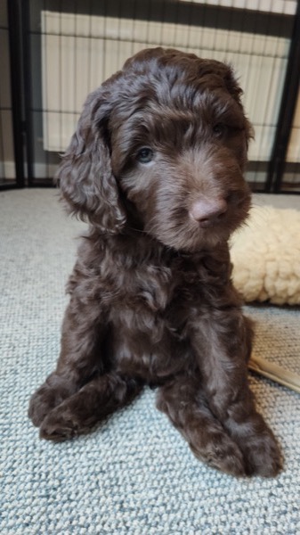 Puppy