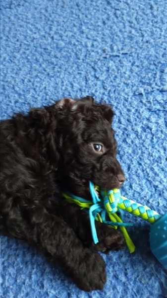 Puppy