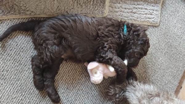 Puppy