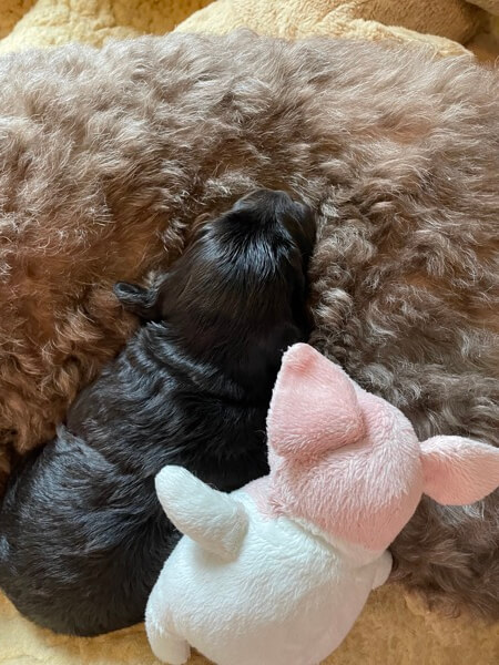 Puppy