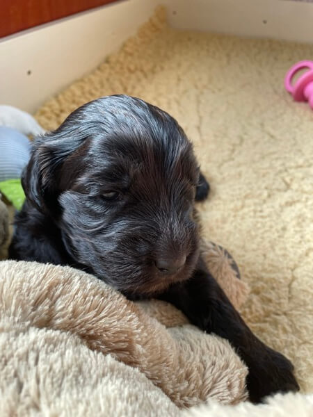 Puppy