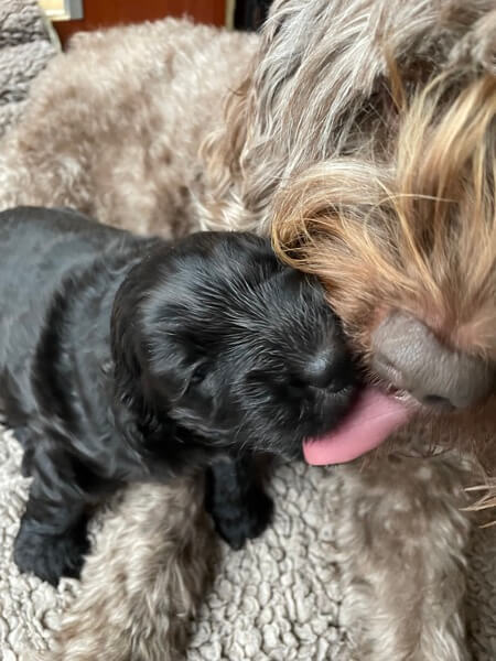 Puppy