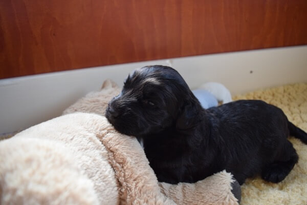 Puppy