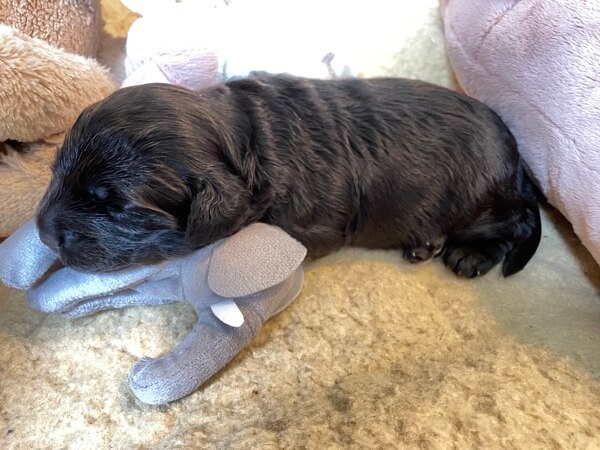 Puppy