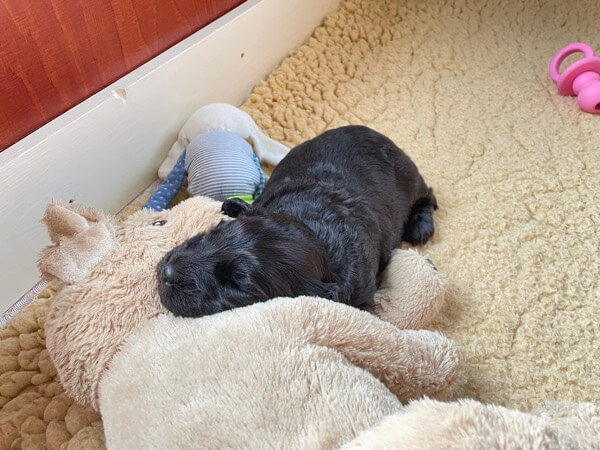 Puppy