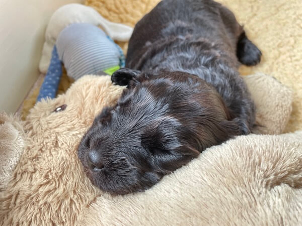 Puppy