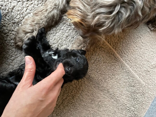 Puppy