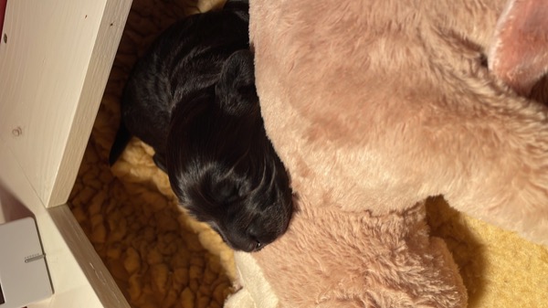 Puppy