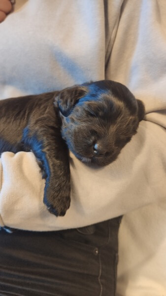 Puppy