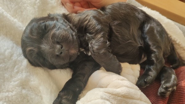Puppy