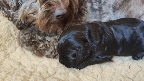 Puppy