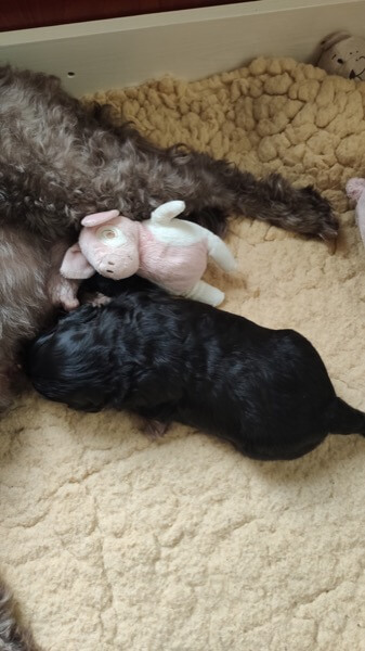 Puppy