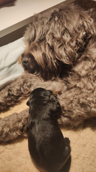 Puppy