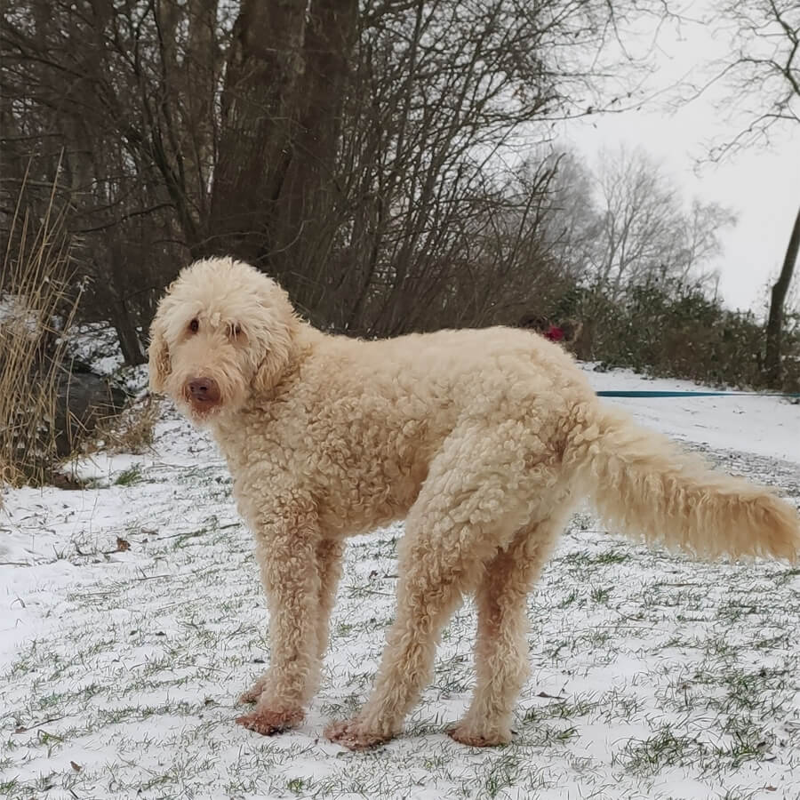 Skip in de sneeuw